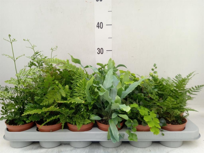 <h4>Ferns   ...mix</h4>