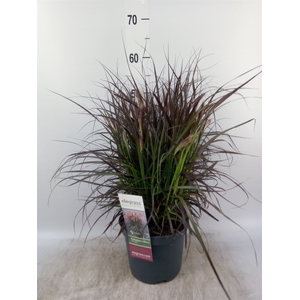 Pennisetum advena 'Tiny Tails'