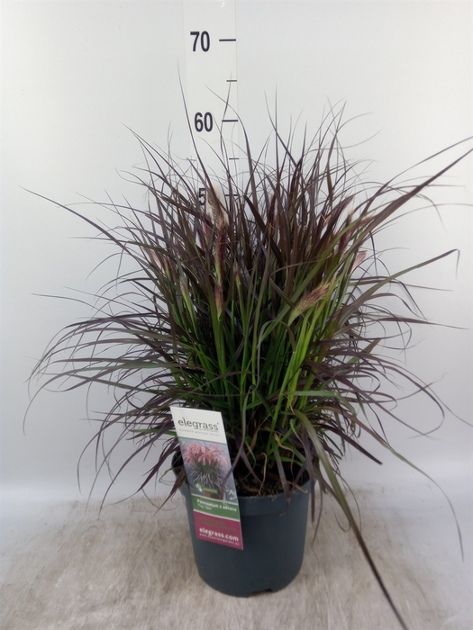 <h4>Pennisetum advena 'Tiny Tails'</h4>