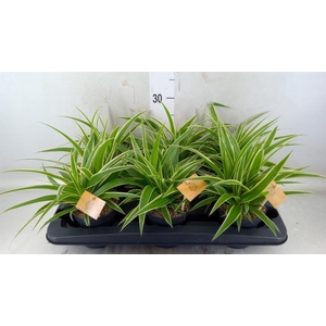 Chlorophytum com. 'Ocean'