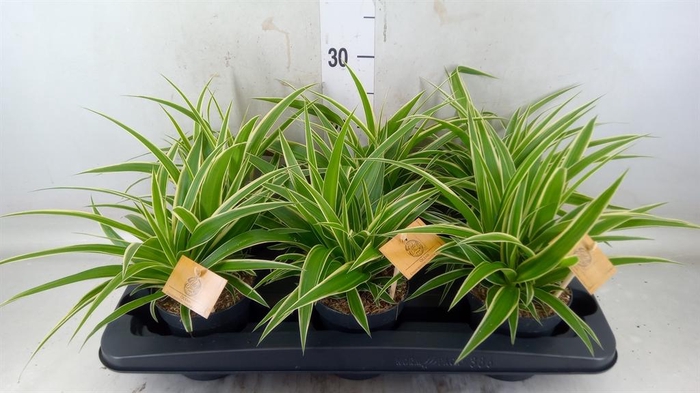 <h4>Chlorophytum com. 'Ocean'</h4>