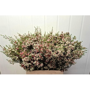 Chame Un My Sweet 16 70cm