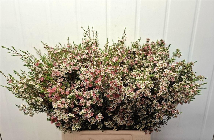 <h4>Chame Un My Sweet 16 70cm</h4>