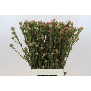 Kaaps Groen Jubilee Crown Spray