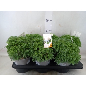 Chamaecyparis pis. 'Minta'