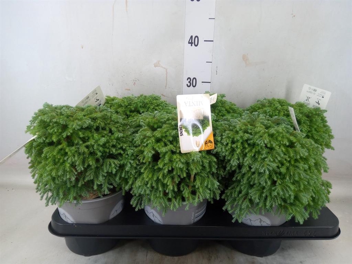 <h4>Chamaecyparis pis. 'Minta'</h4>