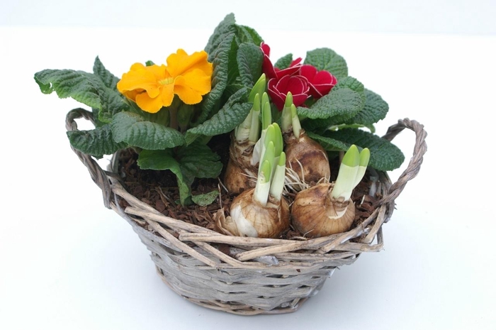 <h4>Primula Mand Chipwood (2x Prim, 1x Tete)</h4>