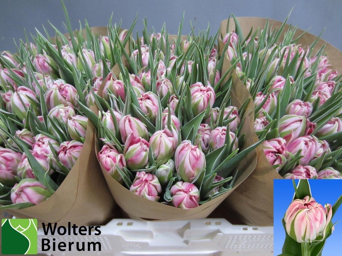 <h4>TU DU FLASH POINT</h4>