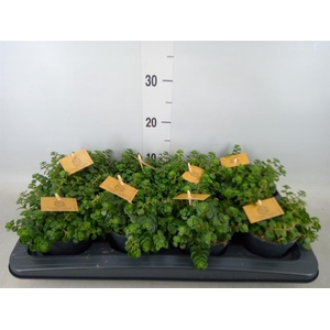 Sedum makinoi 'Tornado'