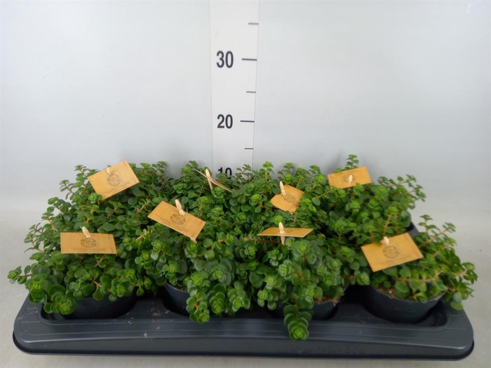 <h4>Sedum makinoi 'Tornado'</h4>