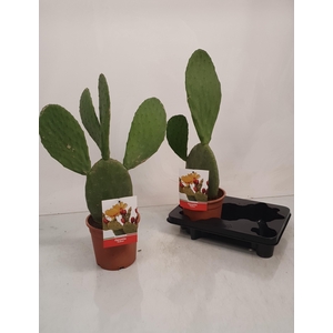 OPUNTIA