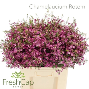 Chamelaucium Rotem