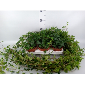 Hedera helix 'Shamrock'