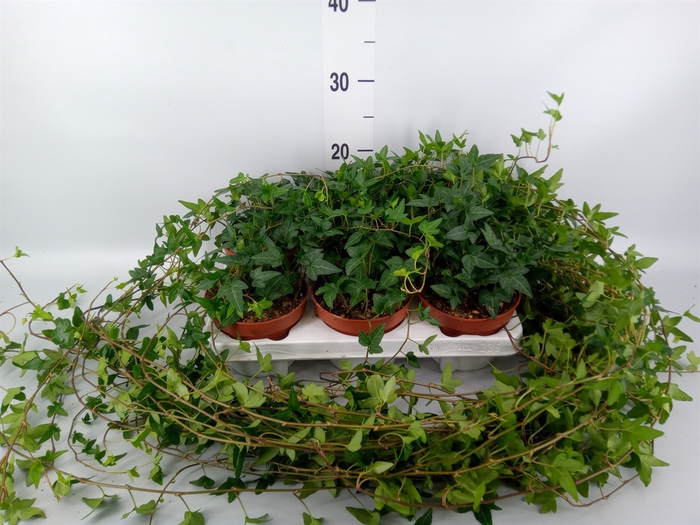 <h4>Hedera helix 'Shamrock'</h4>