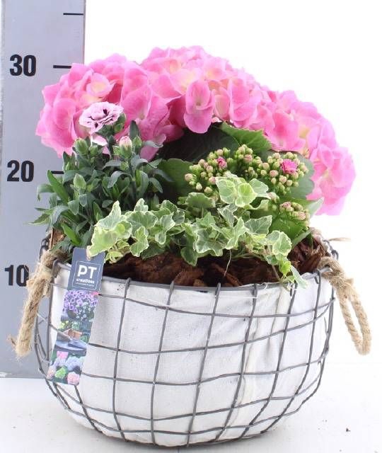 <h4>ARR TUINPLANTEN</h4>