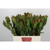 Leucadendron Laurel Yellow Spray