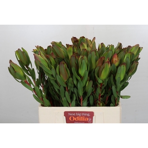 Leucadendron Laurel Yellow Spray