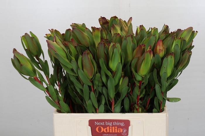 <h4>Leucadendron Laurel Yellow Spray</h4>