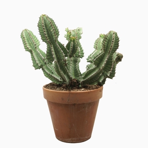 Euphorbia