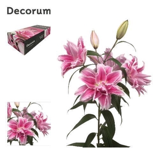 LI ROSELILY ISABELLA 3+ Medium Decorum Box