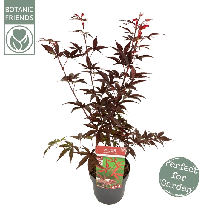 <h4>Acer palm. 'Bloodgood'</h4>