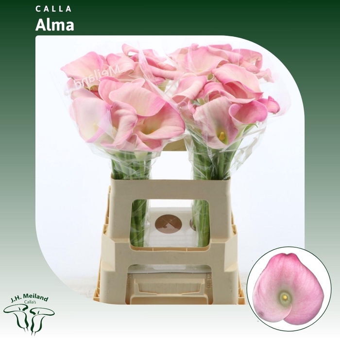 <h4>Calla Alma | XXL</h4>