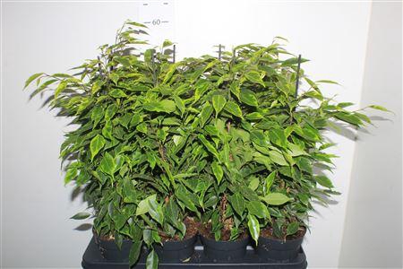 <h4>Fic Be Anastasia</h4>