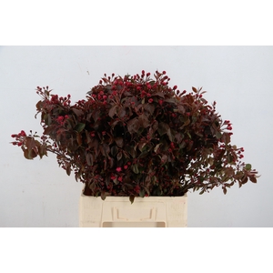 MALUS GORGEOUS BLOSSOM PER STEM 065CM