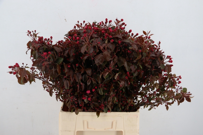 <h4>MALUS GORGEOUS BLOSSOM PER STEM 065CM</h4>