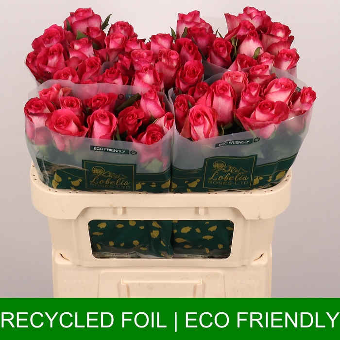 <h4>R GR NICOLETTA</h4>