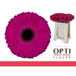 Gerbera Aladin Water / Hoes