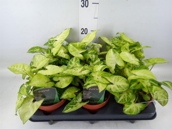 <h4>Syngonium  'Arrow'</h4>