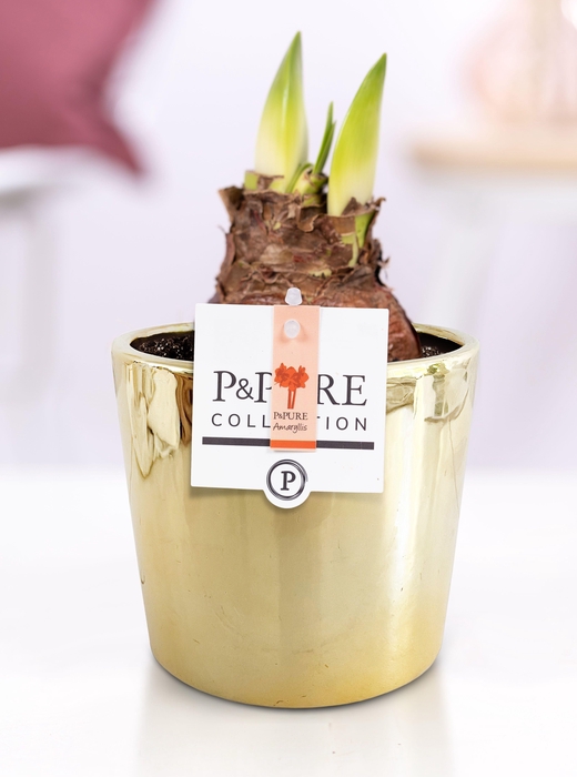 <h4>Hippeastrum red in P&PURE Laryssa ceramics shiny gold</h4>