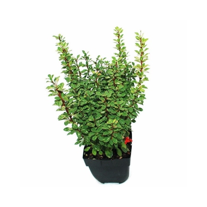 <h4>Berberis thunbergii 'Powwow' P17</h4>
