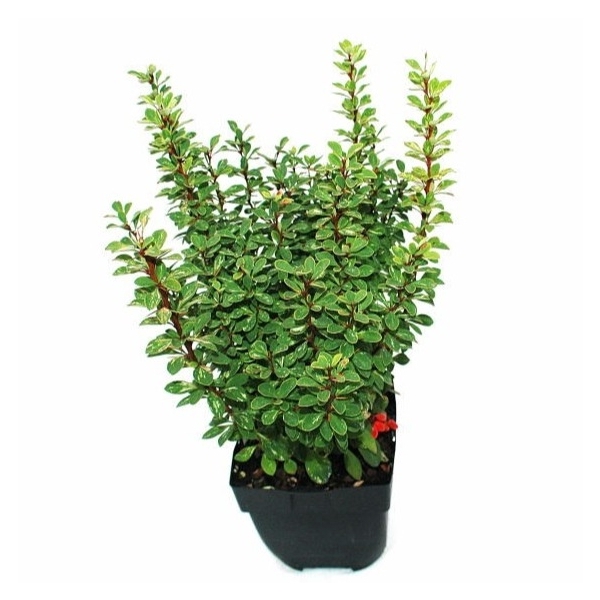 <h4>Berberis thunbergii 'Powwow' P17</h4>