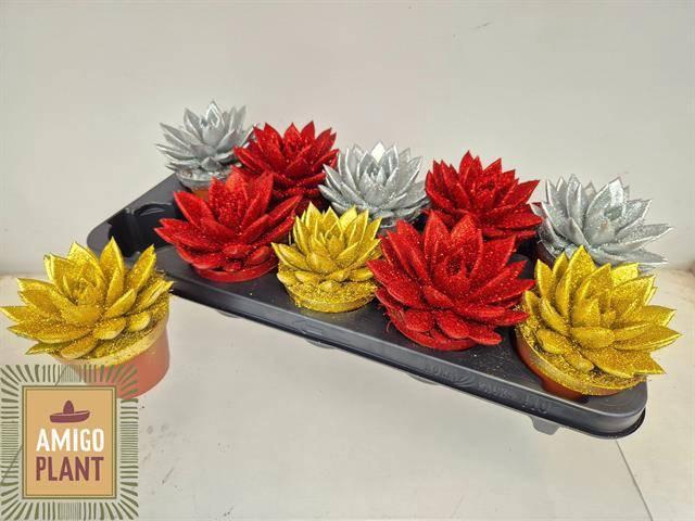 <h4>ECHEV MIRANDA</h4>