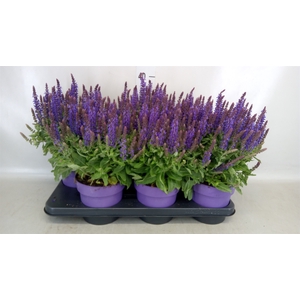 Salvia nemorosa 'Blauhuegel'