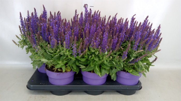 <h4>Salvia nemorosa 'Blauhuegel'</h4>
