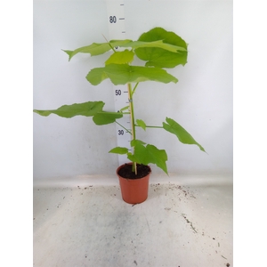 Sparrmannia africana
