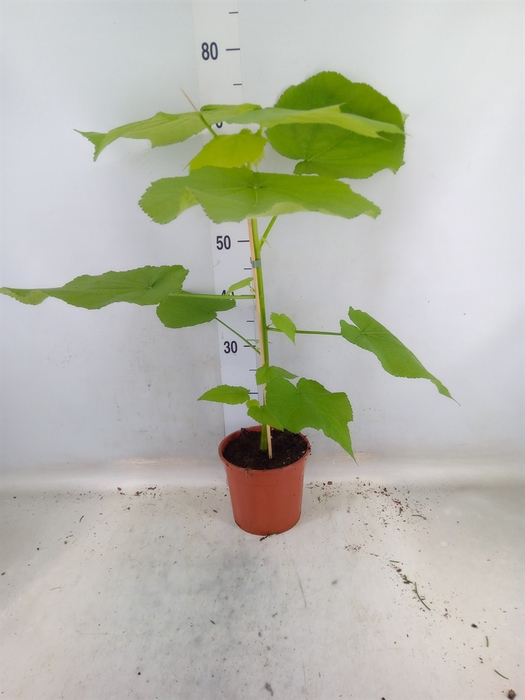 <h4>Sparrmannia africana</h4>