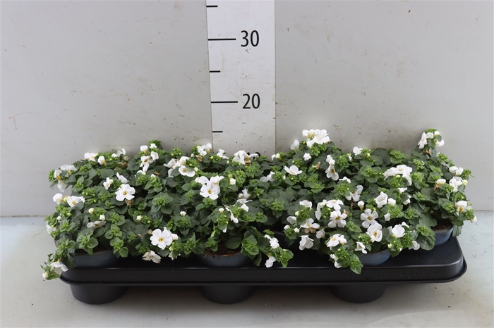 <h4>Sutera Wit Grootbloemig</h4>