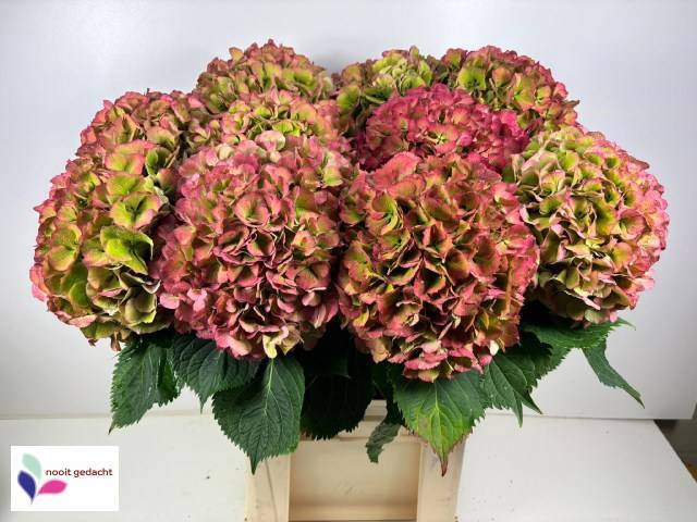 <h4>HYDR M ELBTAL CL</h4>