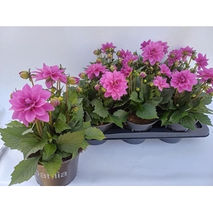 DAHL D TEMP PINK BIC