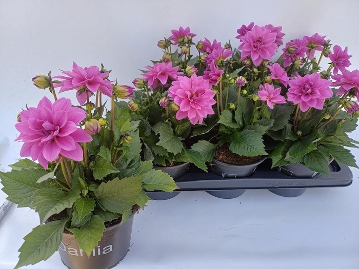 <h4>DAHL D TEMP PINK BIC</h4>