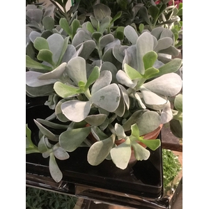 COTYLEDON WHITE PAND