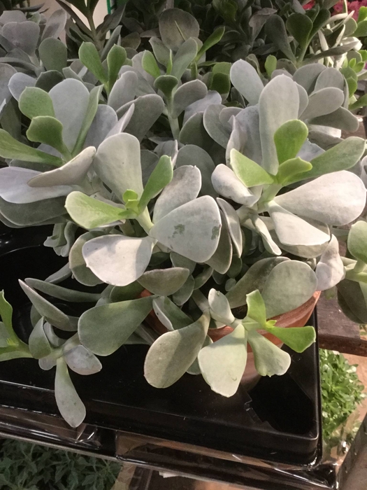 <h4>COTYLEDON WHITE PAND</h4>