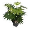 Fatsia jap. 'Spiderweb' sense C10