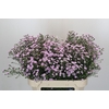 Aster Baby Pink Pearl