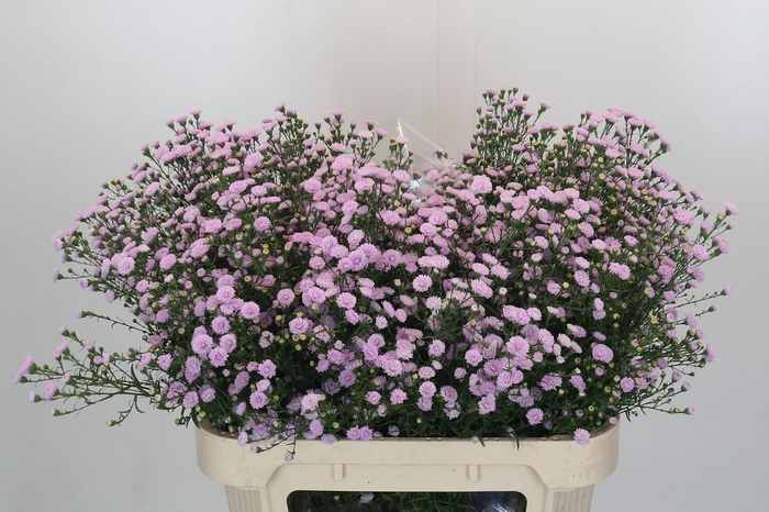 <h4>Aster Baby Pink Pearl</h4>
