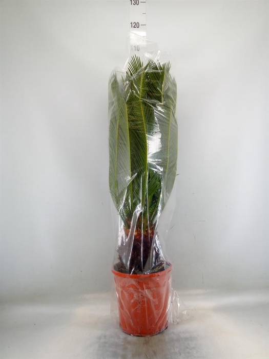 <h4>Cycas revoluta</h4>